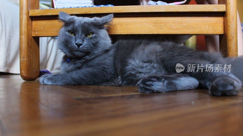 雄性蓝色俄罗斯小猫- Nebelung